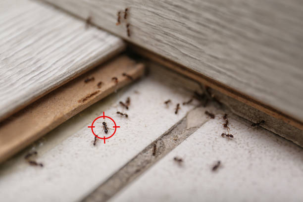Best Best Pest Control Companies  in Welby, CO