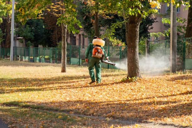Best Bed Bug Extermination  in Welby, CO