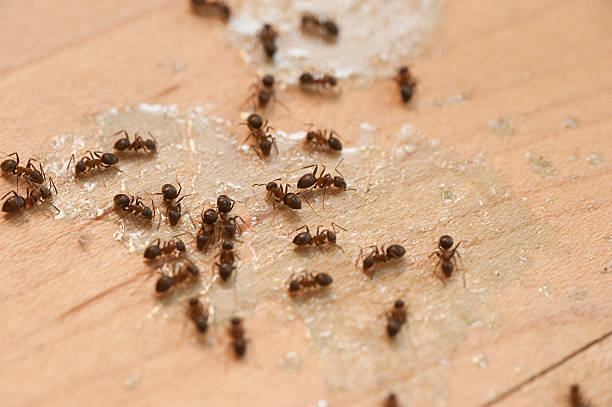 Best Local Pest Control Services  in Welby, CO